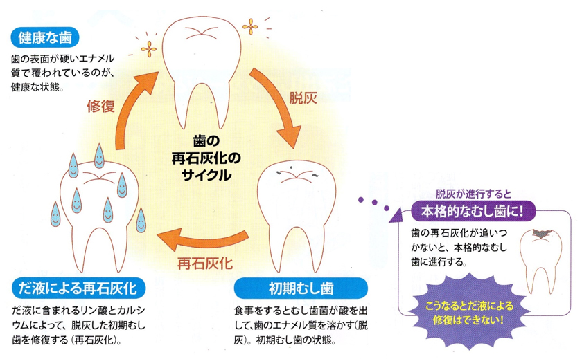 歯の再石灰化のサイクル